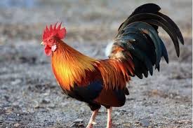 France Gallic Rooster Gallus Gallus National Animal France National Animals