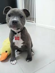 The Best Wingman Cute Animals Staffordshire Bull Terrier Puppies Cute Dogs