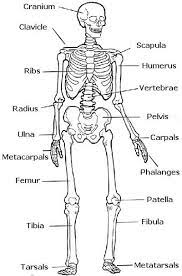 Skeleton Labeled Preschool Human Body Activities Human Body Unit Human Body Systems