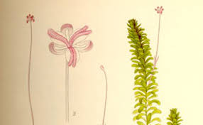 Les plantes oxygénantes contribuent au bon équilibre naturel de votre bassin de jardin. Elodee Elodea Canadensis Plantation Culture Entretien