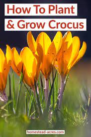 Pin On Garden Ideas