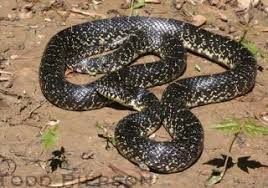 How many teeth do they have? Non Venomous Kentucky Snake Identification