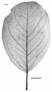 Image result for Embelia ruminata