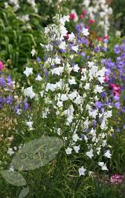 Campanula Persicifolia Var Alba Peach Leaved Bellflower Campanula Plants Bellflower