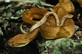 The brazilian rock known as the deadliest place on earth. Ilha Da Queimada Grande The Snake Island Amusing Planet