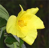 Image result for Hibiscus migeodii