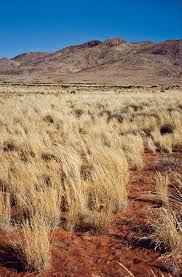 Image result for Tragus koelerioides