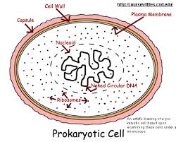 Separates contents of cell from its surroundings. Basic Cell Characteristics