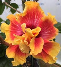 Hibiscus Mystic Splendor Exotische Blumen Hibiskus Schone Blumen