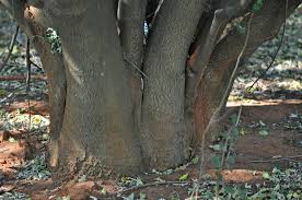 Image result for Vepris