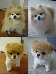 Pin On Pet Grooming