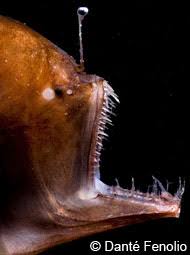 Deep Sea Anglerfish Deep Sea Creatures On Sea And Sky