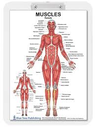 Human muscle system, the muscles of the human body that work the skeletal system, that are under voluntary control, and that are concerned with many people suffer from muscle knots that can produce pain locally or in a referral pattern to another spot on the body away from the actual site of. Muscle Anatomy Female And Male Dry Erase Clipboard Two Sided Skeletal Amazon Com Industrial Scientific