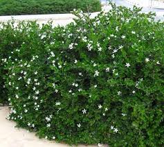 Image result for Carissa