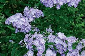 This is a compact variety phlox paniculata 'ditomdre' grows to a height of 18 to 22 inches, with a spread of 18 to 24 inches. The Best Garden Phlox Finegardening