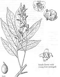 Image result for Pseudospondias