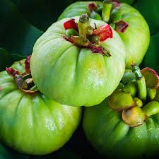The science behind garcinia gambigia. Garcinia Cambogia Nccih
