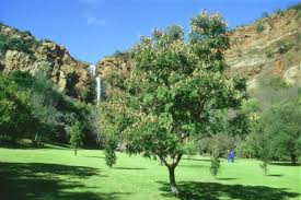 Image result for Peltophorum africanum