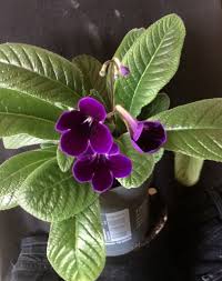 Image result for Streptocarpus erubescens