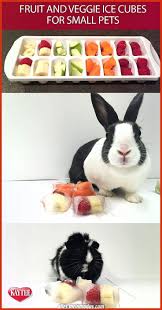 Merveilleux Pic Jouets Diy Bricolage Astuces Friandises De Bricolage Uniques Et Creatives En 2020 Jeu Pour Lapin Jouet Pour Lapin Nourriture Lapin