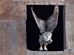 April Bird Of The Month April 2 2012 Horned Owl Owl Pictures Owl