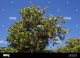 Image result for Uapaca guineensis