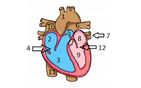 Human body diagrams this diagrams shows the major arteries in the human body diagram circulatory pathways anatomy and physiology openstax explore the diverse image result for simple diagram of the human arterial system. Quiz Identify Various Parts Of Human Heart Proprofs Quiz