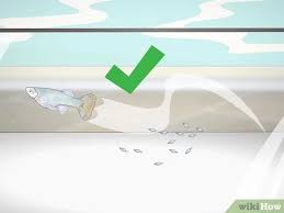 Und stimmt es, dass dein baby nur. Baby Guppys Versorgen Wikihow