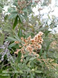 Image result for Tarchonanthus trilobus