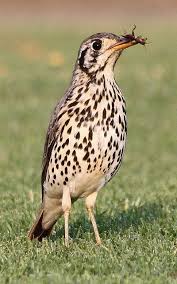 Birds Of South Africa Images Pin On Birds South Africa