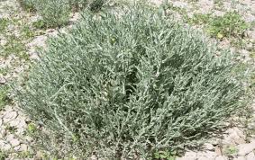 Image result for Pulicaria scabra