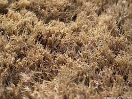 Augustine grass will go dormant during winter if soil temperatures go down to 55℉ (12℃) and lower. Drought Dormant Lawns