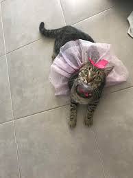I figured that she's bored, so i tried playing with her. I Once Got Told That My Cat Wasn T Cute Because She Just Looked Like Every Other Boring Tabby And I Should Ve Gotten An Expensive Breed She Makes Me So Happy And I