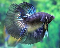 Betta Fish History And Facts Betta Fish Breeding Betta Fish Betta