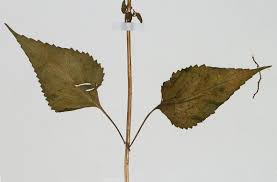 Image result for Pycnostachys orthodonta