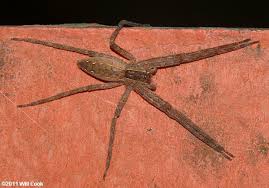 Check spelling or type a new query. North Carolina Spider Photos