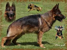 Purebred german shepherd pup for sale. Vom Issam Haus German Shepherd Breeder Purebred German Shepherd Puppies For Sale