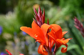 Il prunus carasifera pissardii nigra è un albero dalla forma ovale globosa con foglie rosso porpora per tutta la stagione vegetativa. Canna Indica Fiore In Vaso In Cucina Orto E Giardino