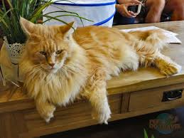 Cat Cafe Comparison Feetdotravel