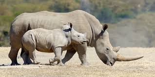 .البرية و انقراض وحيد القرن الا اكترث للانحباس الحراري و سياسات الدول لنمطية الحيوانات البرية, وحيد القرن, وحيد القرن, وحيد القرن. ÙˆØ­ÙŠØ¯ Ø§Ù„Ù‚Ø±Ù† Wild For Life