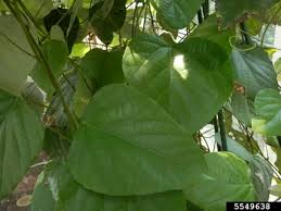 Image result for Menispermaceae