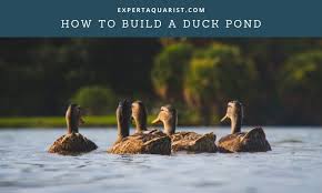 When i designed this duck pond i wanted it to be diy drainable. How To Build A Duck Pond Explained In 7 Simple Steps