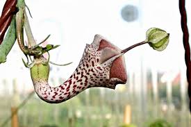 Image result for Ceropegia albipilosa