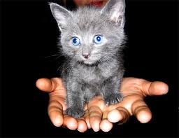 All gray cat with blue eyes. Baby Blue Eyes Grey Cat Novocom Top