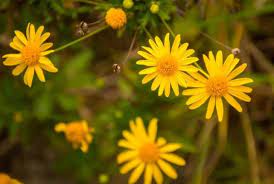 Upon maturing, they make just the perfect border in your wildflower garden. 13 Different Flowers That Almost Look Like Sunflowers With Pictures Conserve Energy Future