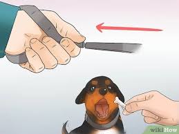 While most neurotypical babies start walking without support by 15 months, a lot happens before then as babies build the strength and coordination necessary parents who want to help their babies start walking and become better walkers do have some options, though: How To Walk A Puppy 15 Steps With Pictures Wikihow