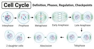 During interphase, cells are duplicating their material and synthesising proteins to most of the time in the cell cycle is spent in a preliminary phase: Cell Cycle Definition Phases Regulation And Checkpoints