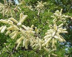 Image result for Acacia nigrescens