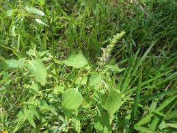 Image result for Basilicum polystachyon