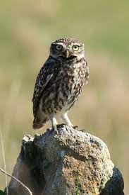 Maybe you would like to learn more about one of these? Athene Noctua Wikipedia